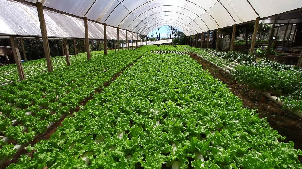 蒸汽發生器用于大棚種植！蒸汽發生器廠家