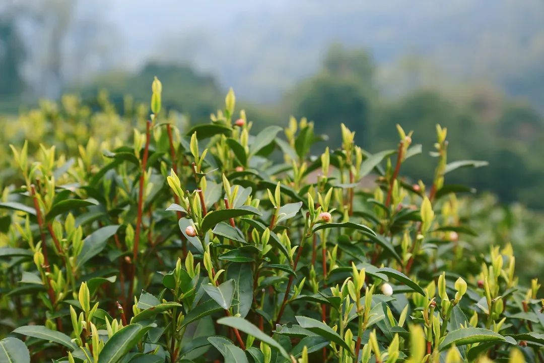 茶葉殺青采用超低氮蒸汽發生器，精準控制烘干溫度及濕度！